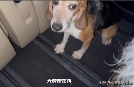 霍思燕杜江：爱心助力，为实验犬寻找温暖家园