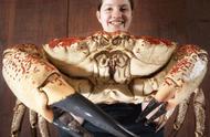 世界最大螃蟹惊现，重量超乎想象！