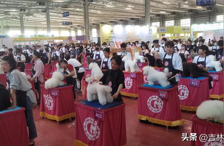 2024东北亚（长春）国际宠物展盛大开幕——萌宠集结，乐趣无限