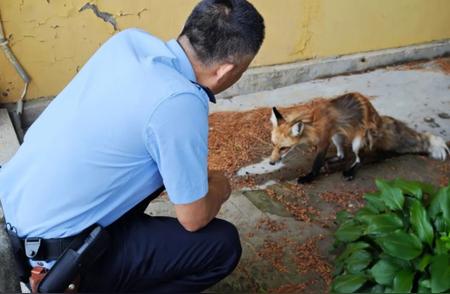 丹东市救助野生动物纪实：赤狐“落难”寺庙，爱心接力拯救生命