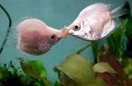 接吻鱼：动物图鉴
