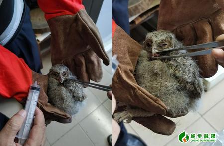 城步成功救助一只国家二级保护动物角鸮