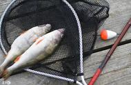 钓鱼达人必备：高效上饵方法与饵料种类全解析