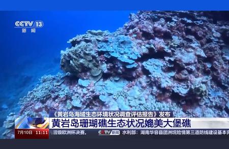 黄岩岛活珊瑚：平均覆盖度达28.6%，媲美大堡礁！