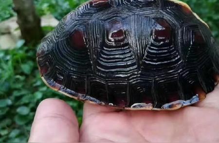 10个关于黄缘龟的有趣知识