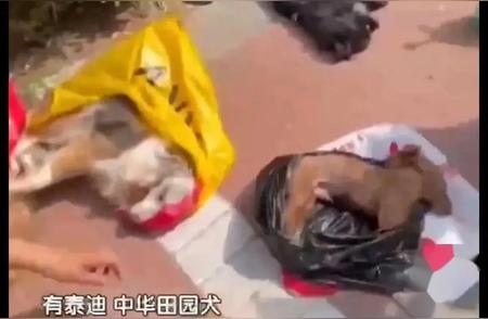 北京丰台小区惊现宠物狗大规模死亡，疑似鼠药中毒！