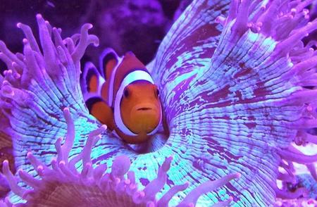 小丑鱼的奇妙世界：探访海洋中的明星观赏鱼
