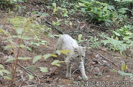 湖南惊现国内外首次发现的浅色型豹猫！