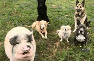宠物猪与狗狗们的和谐生活：揭秘跨物种友谊的奇迹！