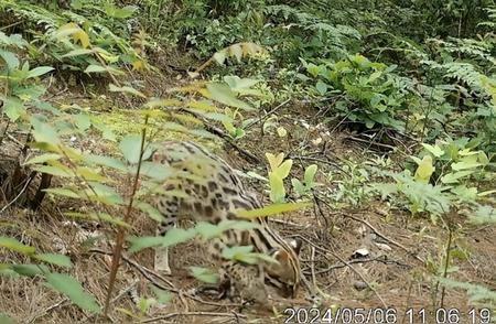 湖南南山国家公园候选区惊现罕见浅色豹猫
