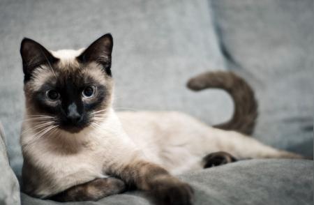 “芝麻糊”暹罗猫：独特的魅力为何吸引无数爱宠人士？