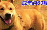 中华田园犬的品种特征及性格解析