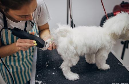 考取宠物美容师证书：助力您的宠物事业发展的必备证书吗？