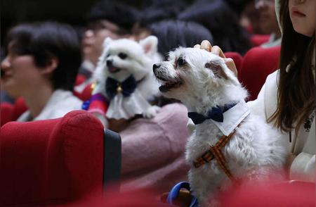 韩国宠物饲养趋势：超过三分之一的人口都在养宠物！