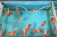 大型观赏鱼在小鱼缸中饲养的禁忌是什么？