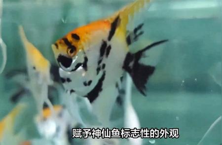 淡水水族馆中的梦幻鱼群：十大推荐神仙鱼！