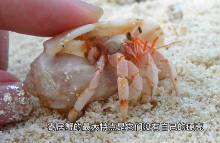 探索神秘海洋生物：寄居蟹的生活习性揭秘