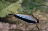 小型热带观赏鱼：帝王灯的魅力