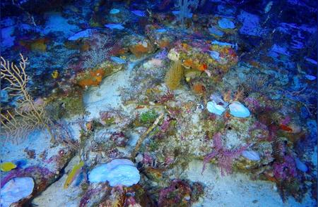 地球被“洗热盆”了吗？印度洋海底珊瑚白化现象的成因是什么？