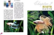 《展示级斗鱼的魅力》：华人首部展示级斗鱼专著