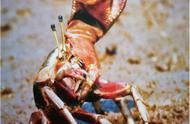横行霸道的蟹遇上呆萌可爱，这些奇特的观赏蟹你了解吗？