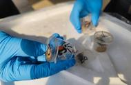 惊人发现：超5000只“恶魔蟹”的大规模非法活动被揭露！
