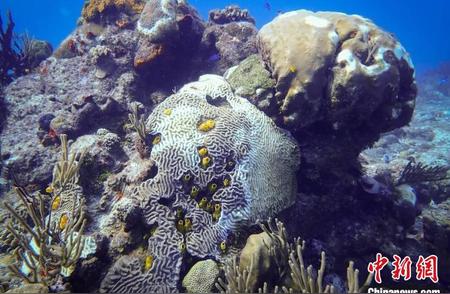 墨西哥加勒比珊瑚受到致命疾病威胁，濒临灭绝