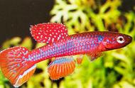 乔治琴尾鳉鱼：小巧精致的扇形尾巴观赏鱼，颜色丰富多彩