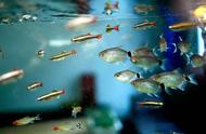 新手养殖指南：十大小型热带鱼的特征和习性