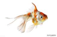 草金鱼是什么种类的鱼？它与金鱼有何不同之处？