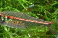 红灯管的灯科鱼：一种独特的鱼类