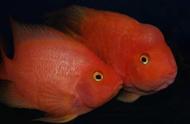 使用白色灯光的鱼缸对红色观赏鱼的颜色有何影响？