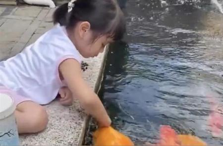 5岁女孩在池边喂食50斤胖锦鲤，网友惊呼：鱼也可以被'抚摸'