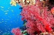 红珊瑚：海洋的瑰丽宝藏