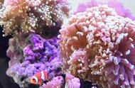 你能识别出多少种美丽的小丑鱼和珊瑚？