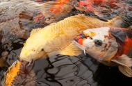 夏季过后，饲养锦鲤等冷水鱼是否变得简单？