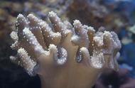 珊瑚：海洋中的神奇生物，非石非植