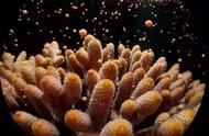 珊瑚的繁殖方式：有性还是无性？