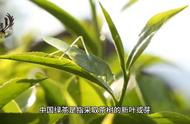 中国十大名茶：绿茶的全面解析