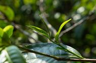 避免混淆：夏茶、秋茶与春茶的区别