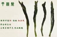 2021年春节，领导喜欢的茶叶推荐