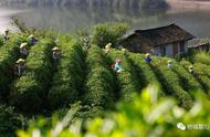 都匀毛尖核心产区茶青市场：十条“茶令”规范解析