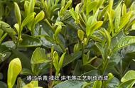 六大茶类，你了解吗？