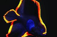 神秘生物：圆翅燕鱼的火光奇观！