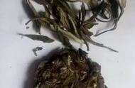 揭秘茶的陈化过程：散茶与饼茶的差异竟然如此显著！