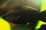 新手如何养护热带观赏鱼——黑玛丽鱼？