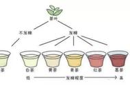 白茶速览：5分钟掌握关键知识