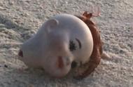 沙滩上的娃娃头原来是寄居蟹，它在水边思考人生
