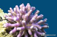 珊瑚的优缺点分析及挑战