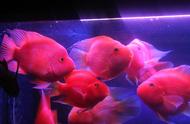 鹦鹉鱼品种大揭秘：如何培养出迷人的血红色？